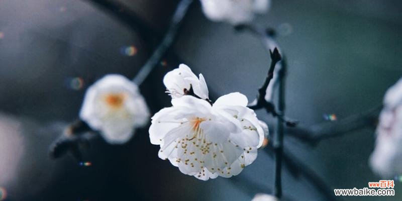 傲雪怒放 冬天梅花的独特魅力