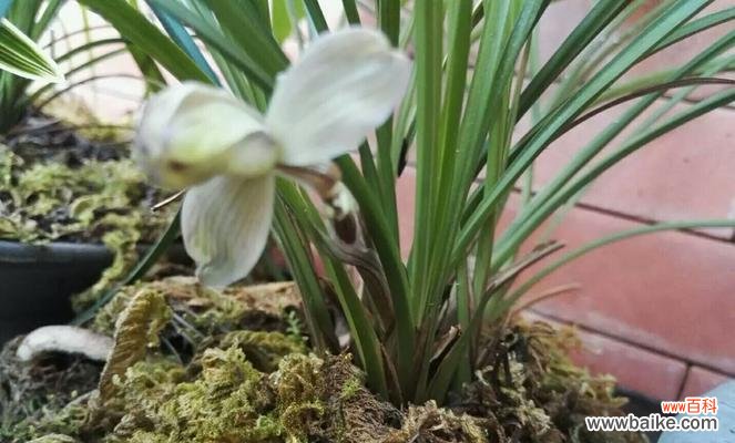 揭秘兰花语的隐含寓意与象征 解读兰花语的深意