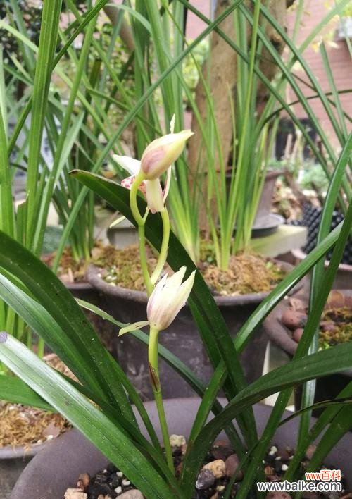 揭秘兰花语的隐含寓意与象征 解读兰花语的深意