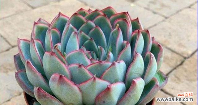 探索多肉荷花的花语 多肉荷花的花语及其寓意