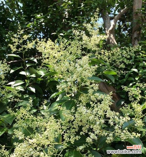 探秘古老文化中的神秘之花 女贞子的花语