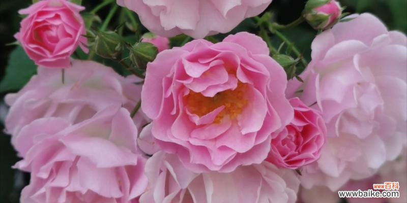 探究蔷薇花所代表的意义及其文化象征 蔷薇的寓意与象征