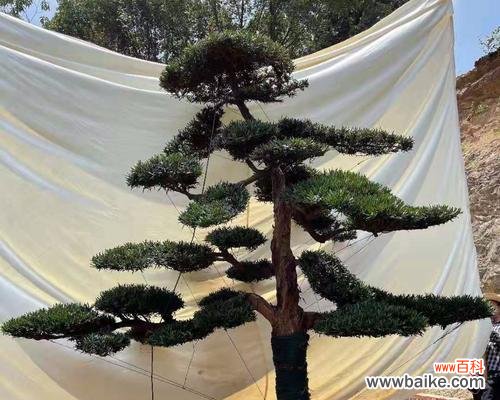 解读罗汉松的传统文化内涵 罗汉松的意义