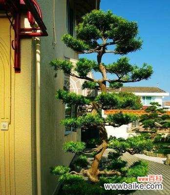 解读罗汉松的传统文化内涵 罗汉松的意义