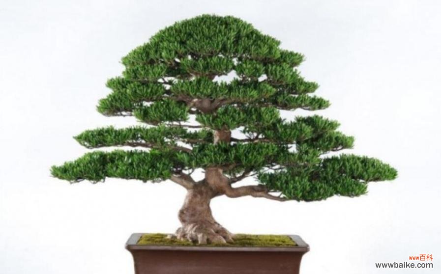 解读罗汉松的传统文化内涵 罗汉松的意义