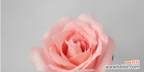 探寻戴安娜玫瑰的含义,传承历史传说 戴安娜玫瑰的花语及传说