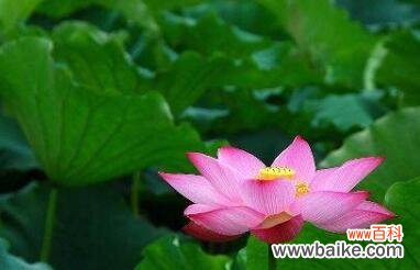 探究荷花背后的深层寓意 荷花花语的象征意义