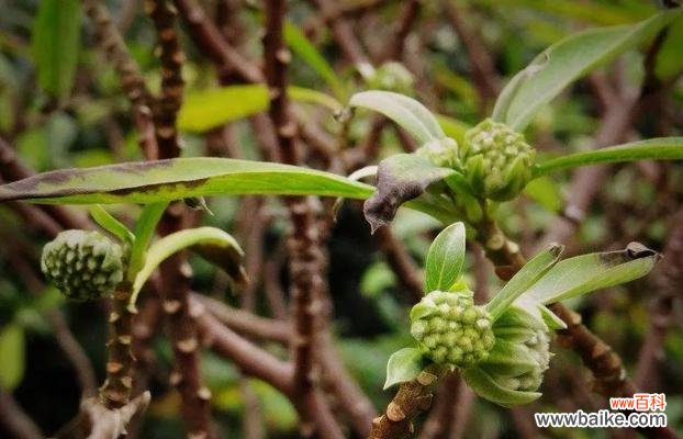 神秘花语与古老传说 传说中的结香花语与故事