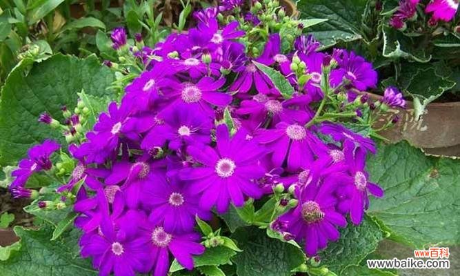 花开花落，品读瓜叶菊的芳香 瓜叶菊，幸福与忠诚的象征