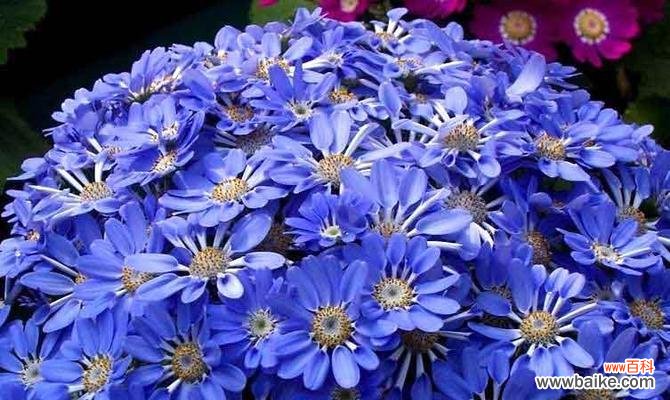 花开花落，品读瓜叶菊的芳香 瓜叶菊，幸福与忠诚的象征