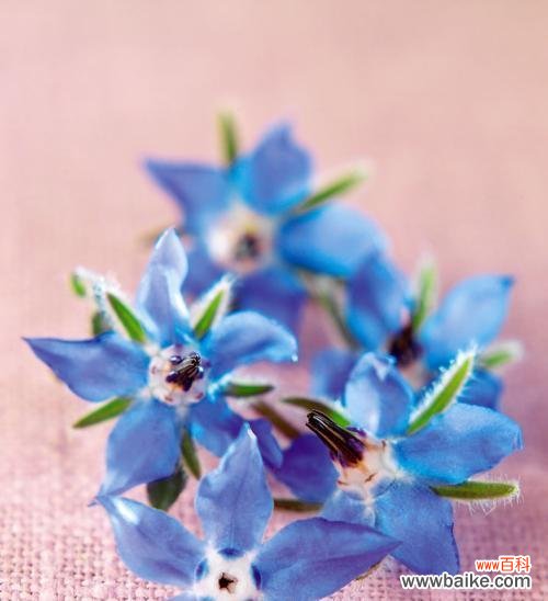 解密花色与传说，美在心间 琉璃苣花语深意