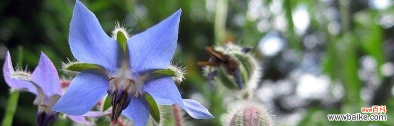 解密花色与传说，美在心间 琉璃苣花语深意