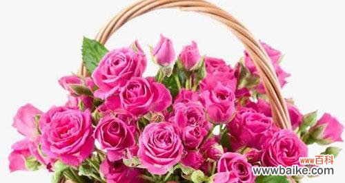 探寻玫瑰花的文化内涵和象征意义 解读玫瑰花的含义