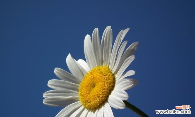 探索这朵小而美的花的内涵,让你更了解自己 蓝色雏菊的花语和寓意
