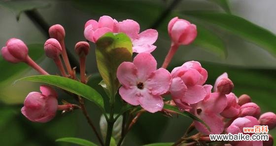 品读花叶丁香的花语与寓意 花叶丁香，花开富贵