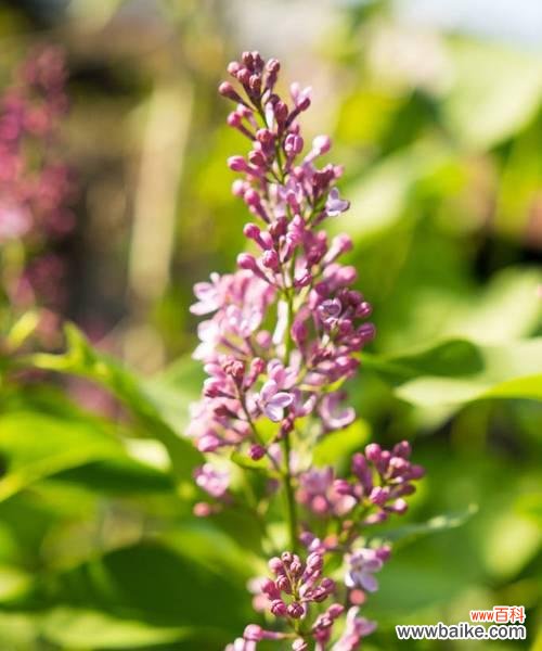 品读花叶丁香的花语与寓意 花叶丁香，花开富贵