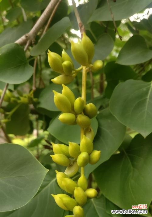 品读花叶丁香的花语与寓意 花叶丁香，花开富贵