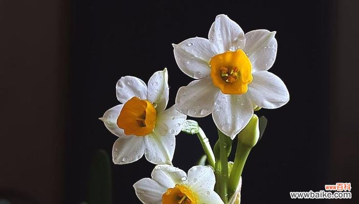 探究水仙花背后的文化符号 水仙花花语与寓意