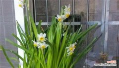 探究水仙花背后的文化符号 水仙花花语与寓意