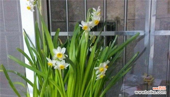 探究水仙花背后的文化符号 水仙花花语与寓意