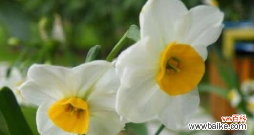 探究水仙花背后的文化符号 水仙花花语与寓意