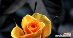探秘黄玫瑰背后蕴藏的意义与象征 黄玫瑰花语的深刻寓意