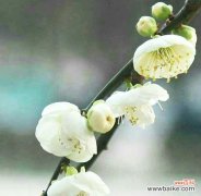 花开如画 傲然盛放，高贵纯洁的花