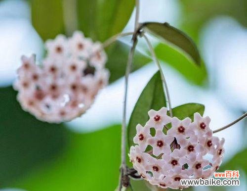 绿叶上的红心 以心形球兰花语，传递爱与祝福