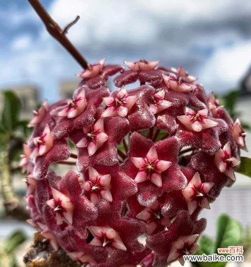 绿叶上的红心 以心形球兰花语，传递爱与祝福