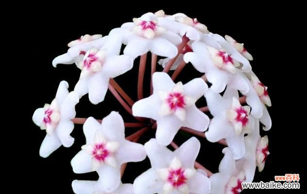 绿叶上的红心 以心形球兰花语，传递爱与祝福