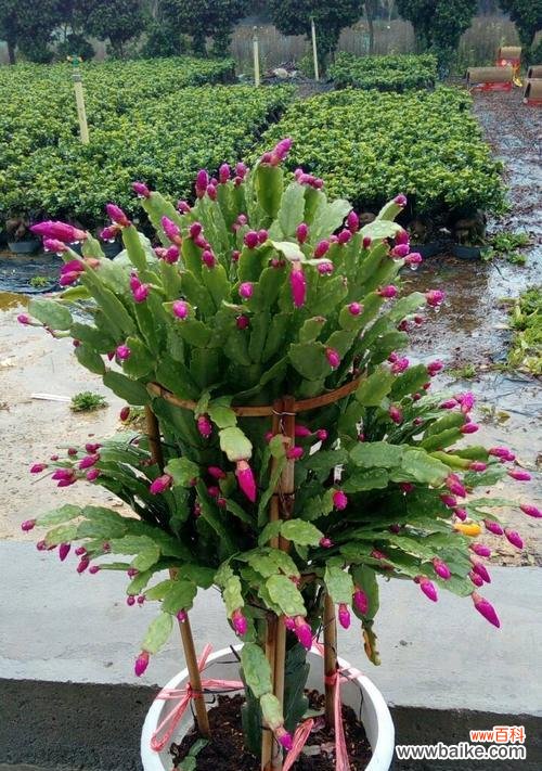 探究蟹爪兰花的内涵及象征意义 蟹爪兰的花语与寓意