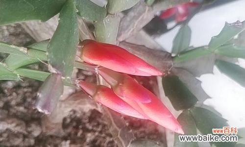 探究蟹爪兰花的内涵及象征意义 蟹爪兰的花语与寓意