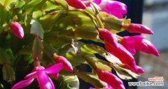 探寻蟹爪兰嫁接的最佳时机与方法 蟹爪兰嫁接的技巧与花语解读