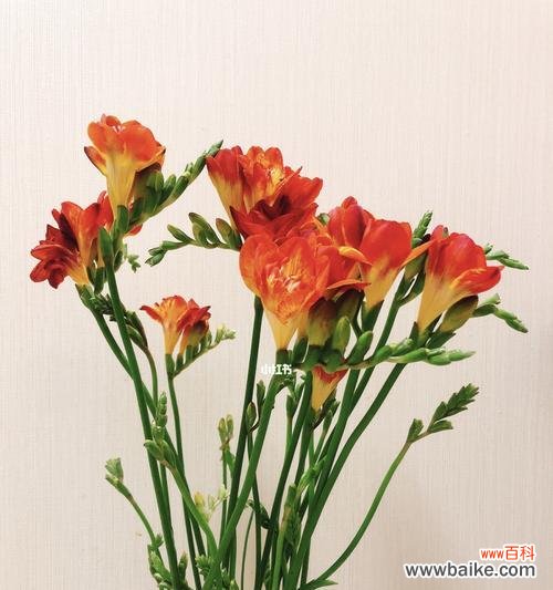 以花寓意 香雪兰花