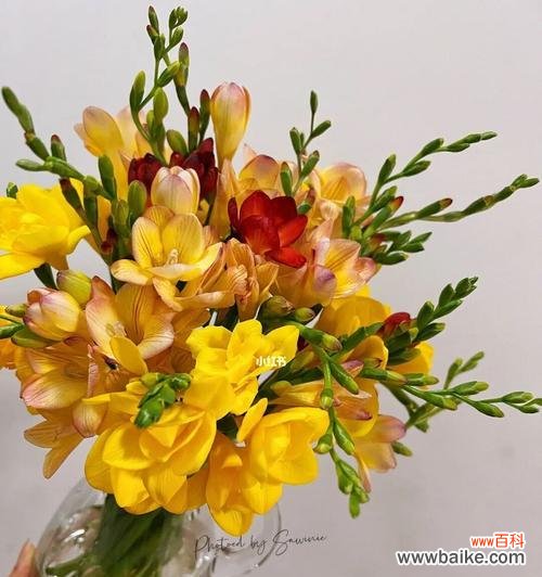 以花寓意 香雪兰花