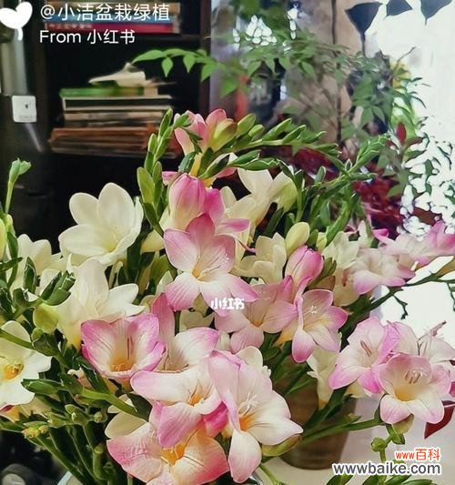 探寻雪兰花语言中的智慧和情感 香雪兰花语的深刻内涵与启示