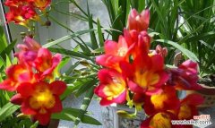 探寻雪兰花语言中的智慧和情感 香雪兰花语的深刻内涵与启示