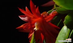 蟹爪兰花花语解读与传承 蟹爪兰花