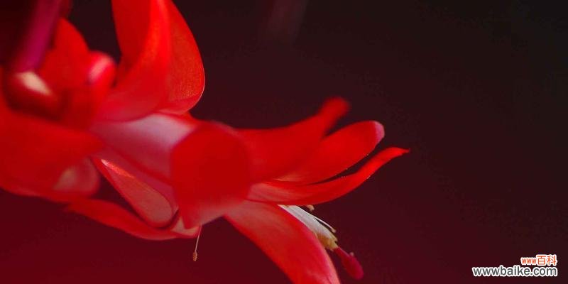 蟹爪兰花花语解读与传承 蟹爪兰花