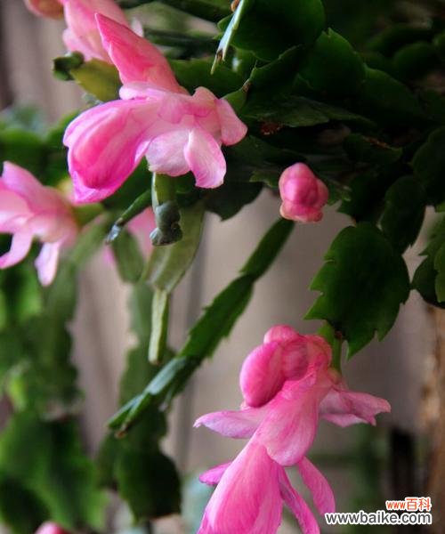 蟹爪兰花花语解读与传承 蟹爪兰花