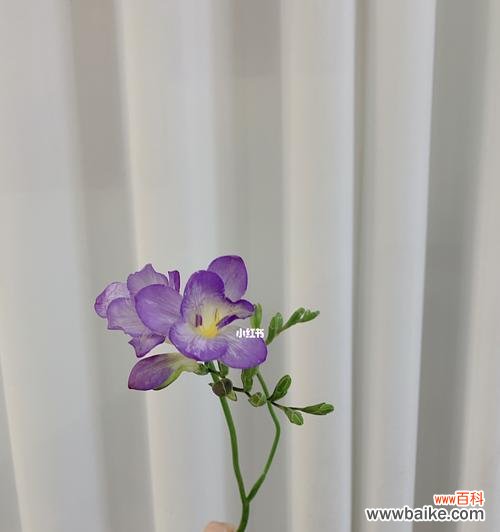 从芬芳传承到永恒的传说 小苍兰的花语与传说