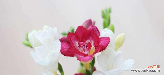 从芬芳传承到永恒的传说 小苍兰的花语与传说