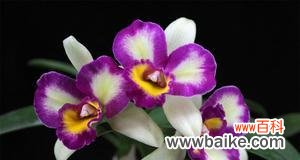 洋兰花的象征意义与视觉美感 以洋兰花为代表的美学与情感传递