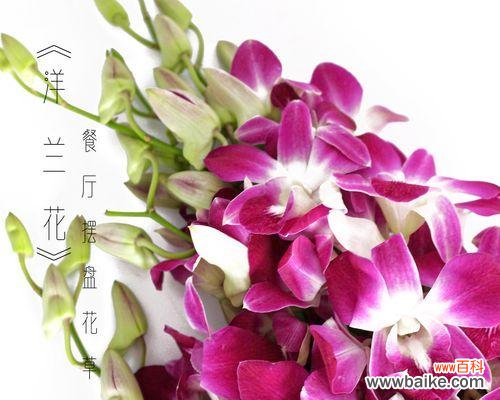 探索洋兰花的文化内涵与象征意义 洋兰花