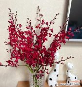 探索洋兰花的文化内涵与象征意义 洋兰花