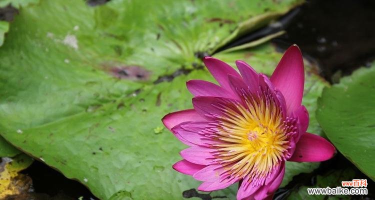 延药睡莲的神秘魅力与健康益处 延药睡莲