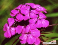 以须苞石竹为载体 须苞石竹的花语