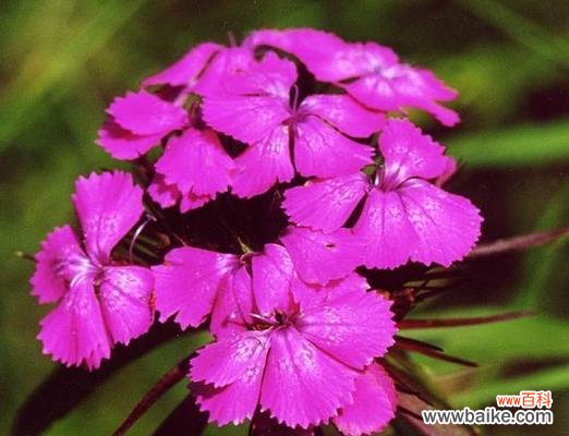 以须苞石竹为载体 须苞石竹的花语