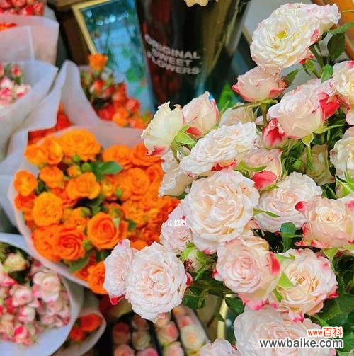 精心照料 养玫瑰全攻略