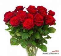 精心照料 养玫瑰全攻略